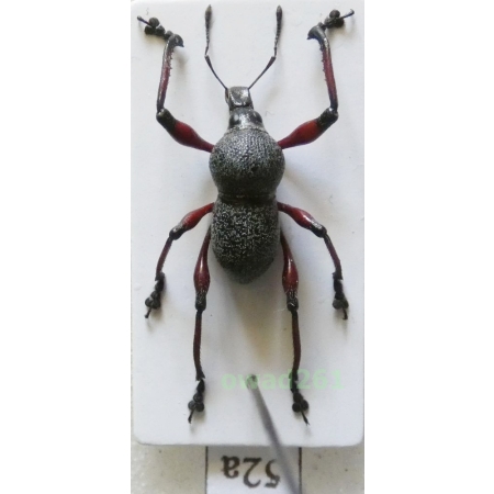 Metapocyrtus samarensis Schultze, 1925 male Philippines52a
